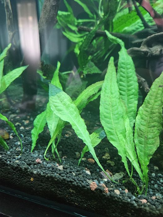 Samambaia de java (Java fern)