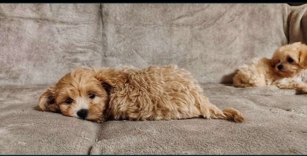 Śliczne Szczeniąta Maltiploo Maltańczyk/Pudel • GOTOWY DO ODBIORU •