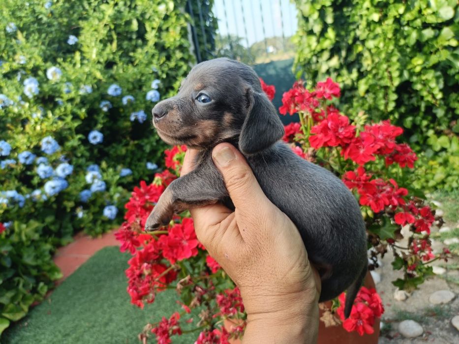 Teckel macho mini azul