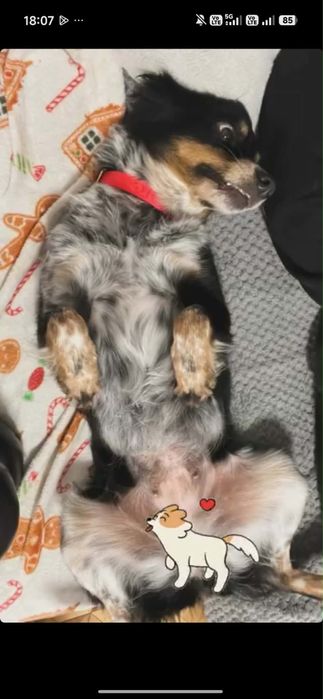 Sunia Maciejka ponownie szuja domu