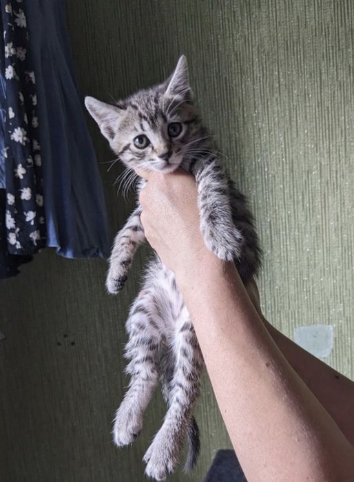 Солнышковый тигр