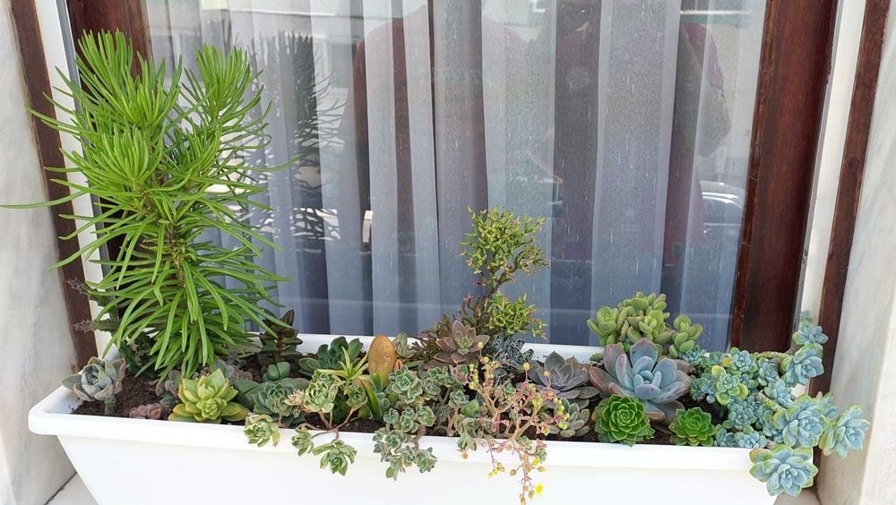 Diferentes tipos de suculentas