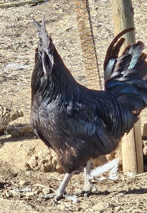 Ovos Ayam Cemani Fertelizados