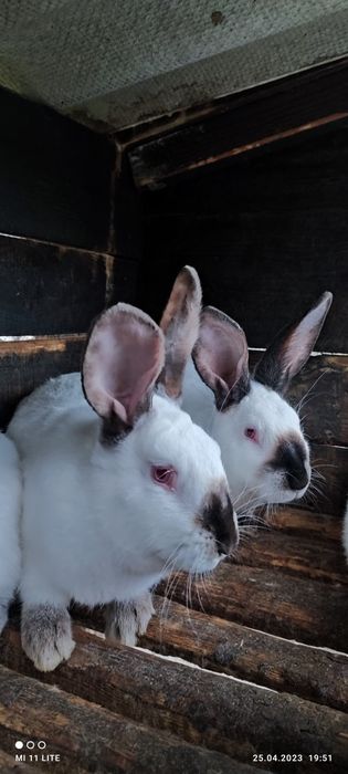 Каліфорнійські крилі