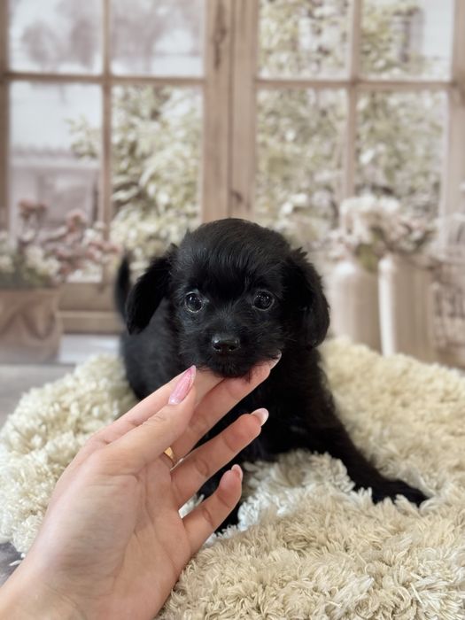 Кому черненьку собачку , щенки от любви