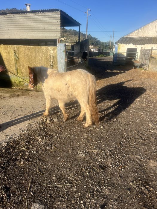 Ponei de 3 anos femea