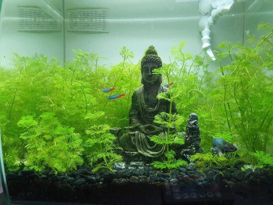 Planta aquário Limnophila Sessiliflora