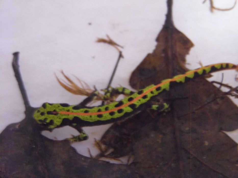 Traszka marmurkowa (Triturus marmoratus) na sprzedaż