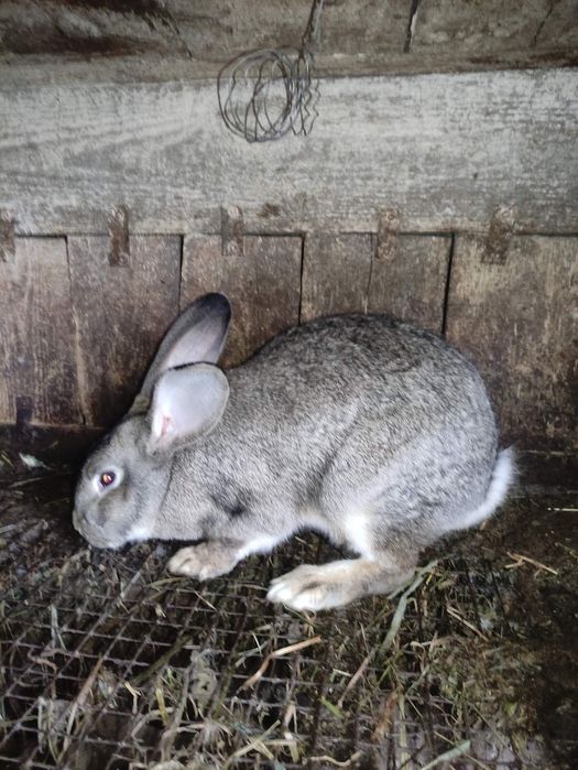 Продам молодих кроликів