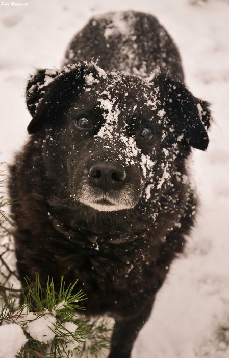 Bratek w 2019 roku  został złapany na polu