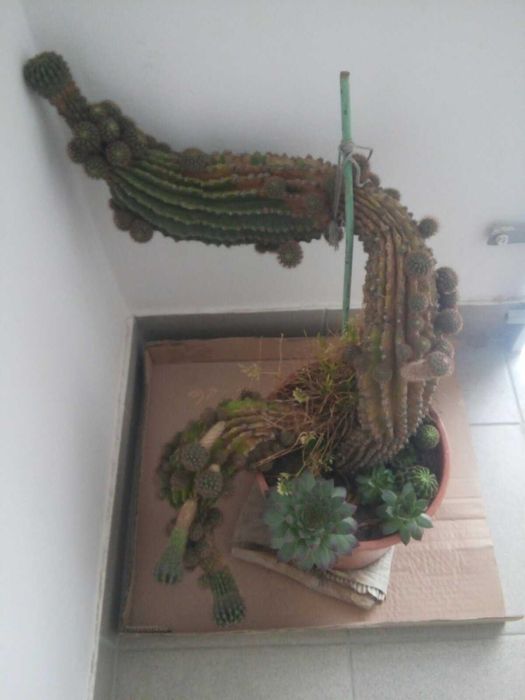 Дітки кактус ехінопсис сукулент