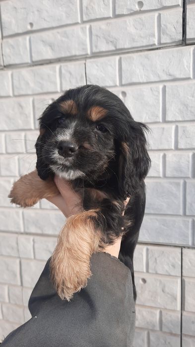 Щенок английского спаниеля