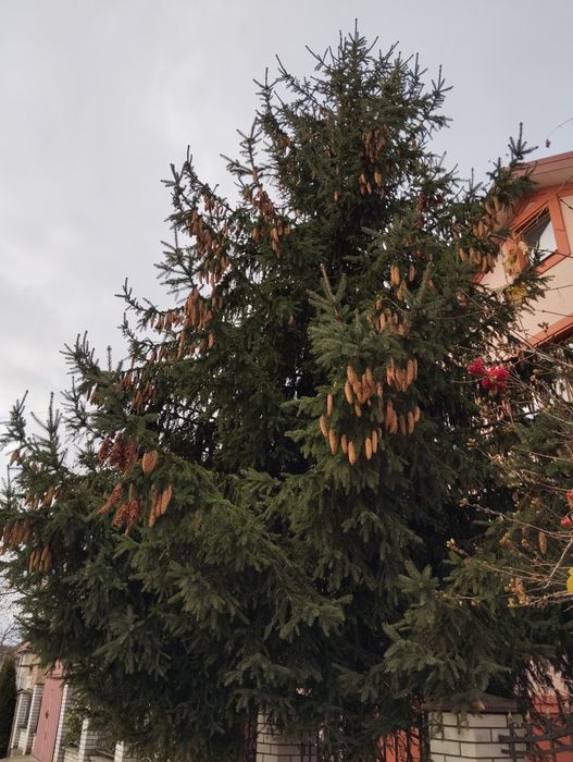 Ялинка жива ялинка