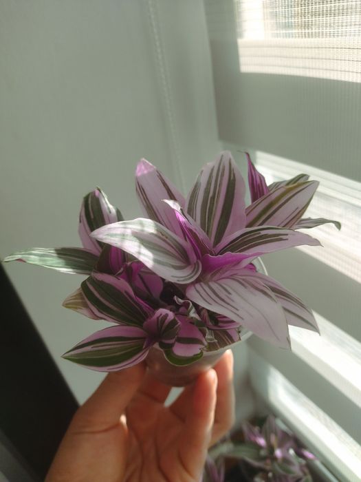 Традесканція Нанук (традесканция)