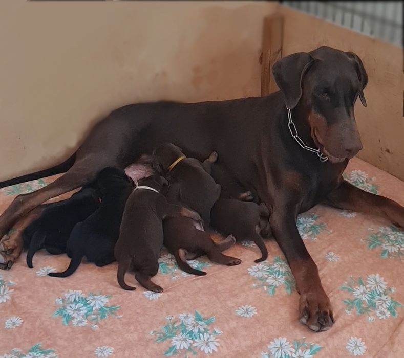 Щеня добермана . ТОП - приплід. Розплідник .