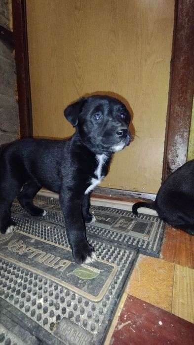 Отдаём щенят в добрые руки