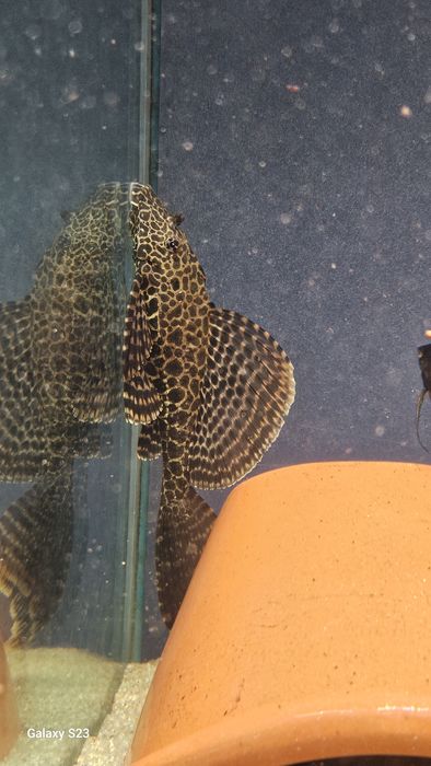 Vendo poleco tigrado com 25cm