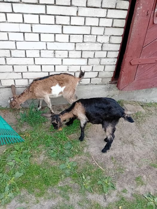 Sprzedam kozy         .