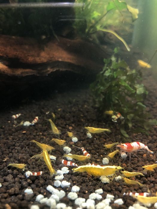 Camaroes  caridinas crystal red