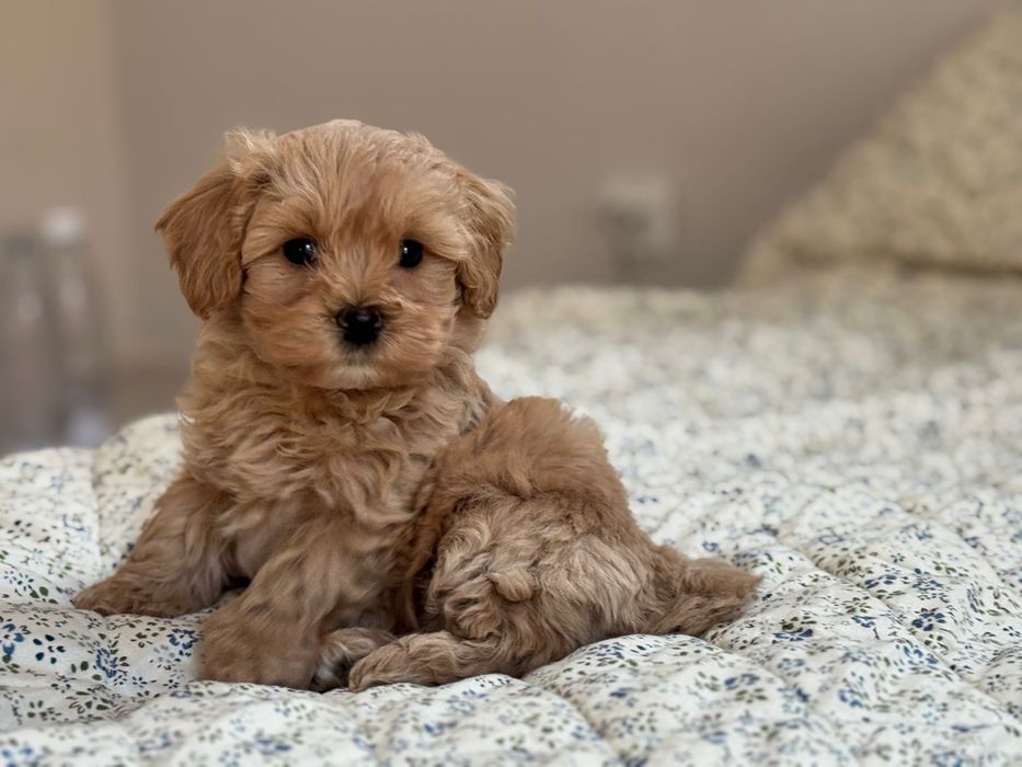 Maltipoo - piesek ;)