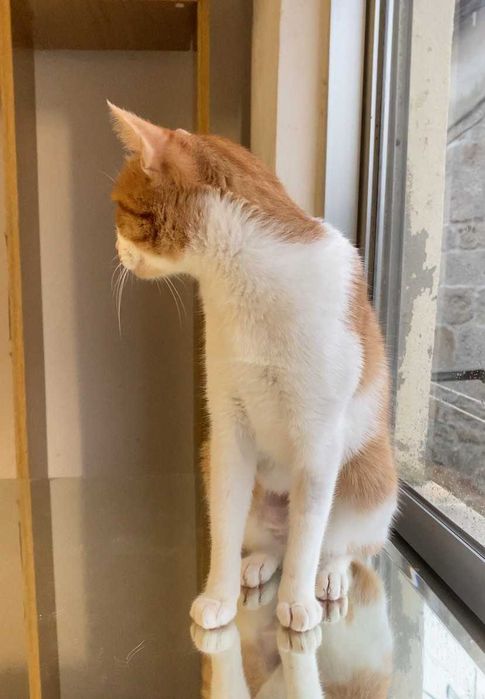 ESTERILIZADA | Gata jovem disponível para adoção responsável