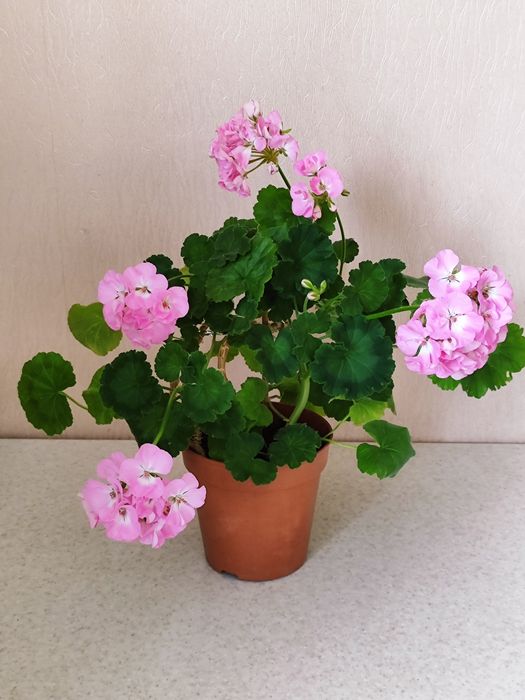 Пеларгонія-Бонсай Рожева Ніжна Сортова Герань