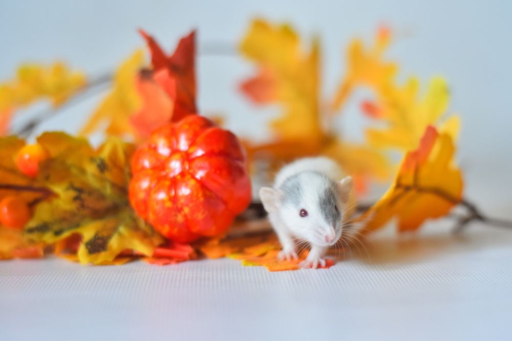 Тілтки у вас будуть такі пацюки. Дамбо з розплідника