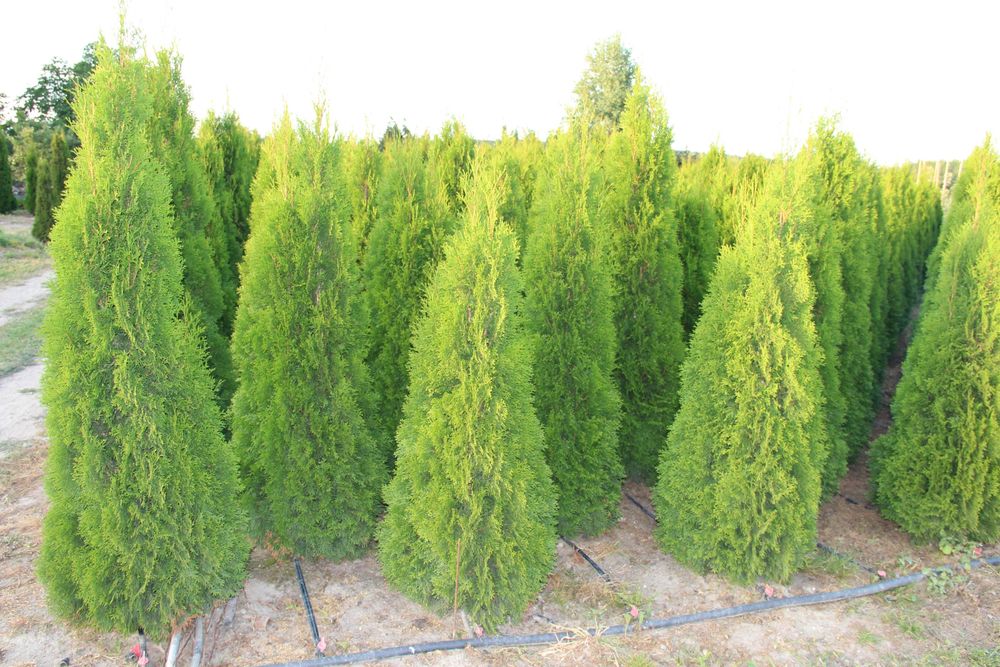 Thuja Smaragd Tuja Szmaragd 180-200 cm BARDZO WYSOKA JAKOŚĆ-PRODUCENT