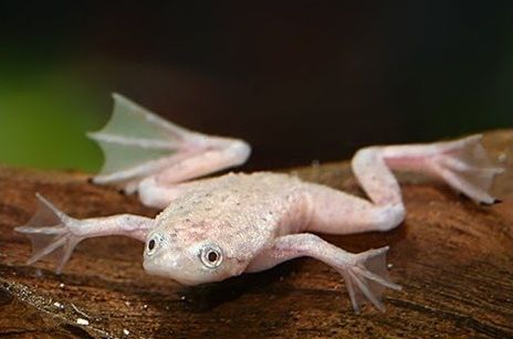 Żaba wodna karlik albinos KETRAB