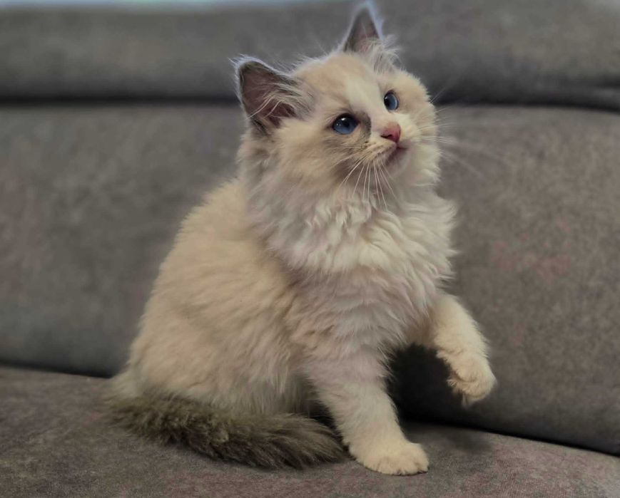 kotka ragdoll urodzona 11 marca