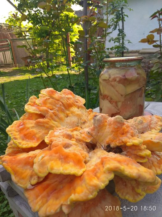 Гриби мариновані кулина трутовик сірчано-жовтий