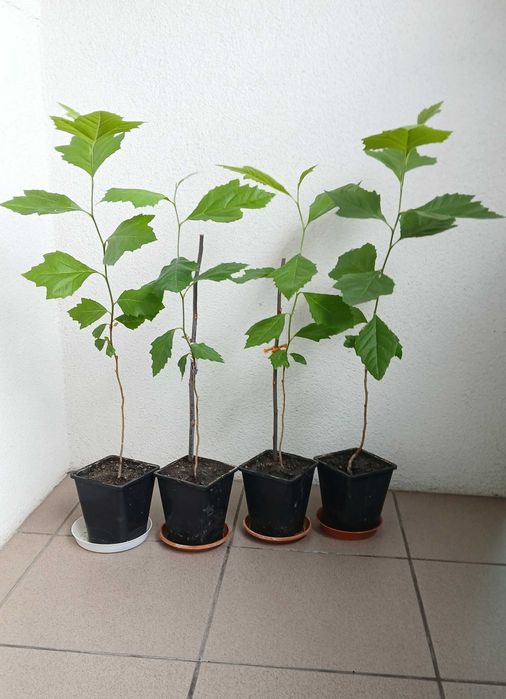 Platan klonolistny w doniczce - wychodowany z nasion - 40-50cm (25zł) - 50-60cm (30zł) - 60-70cm (35zł)