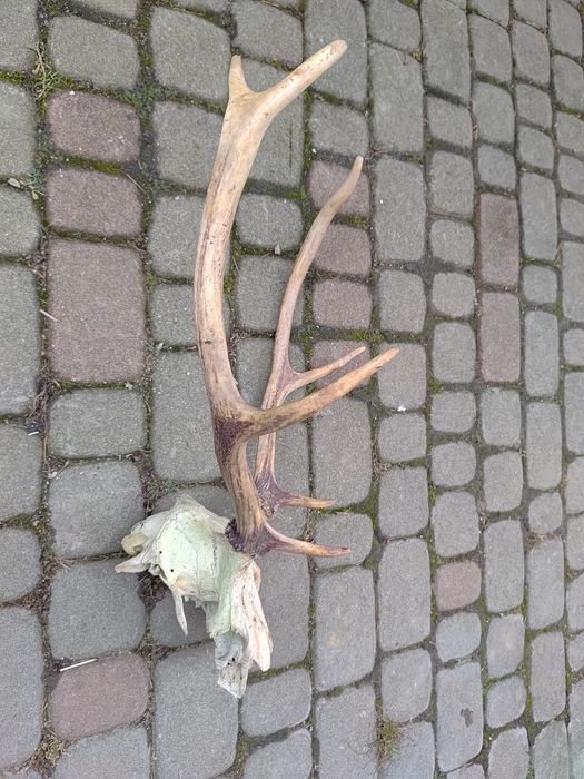 Wieniec jelenia z lasu