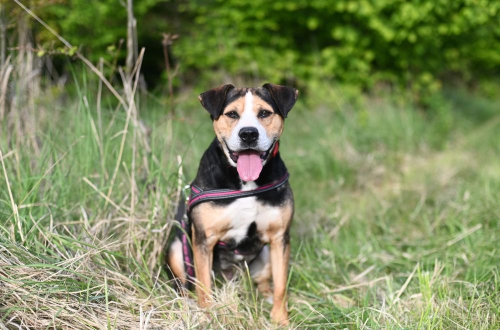 Kochający psiak w typie Ttb czeka na swoj dom