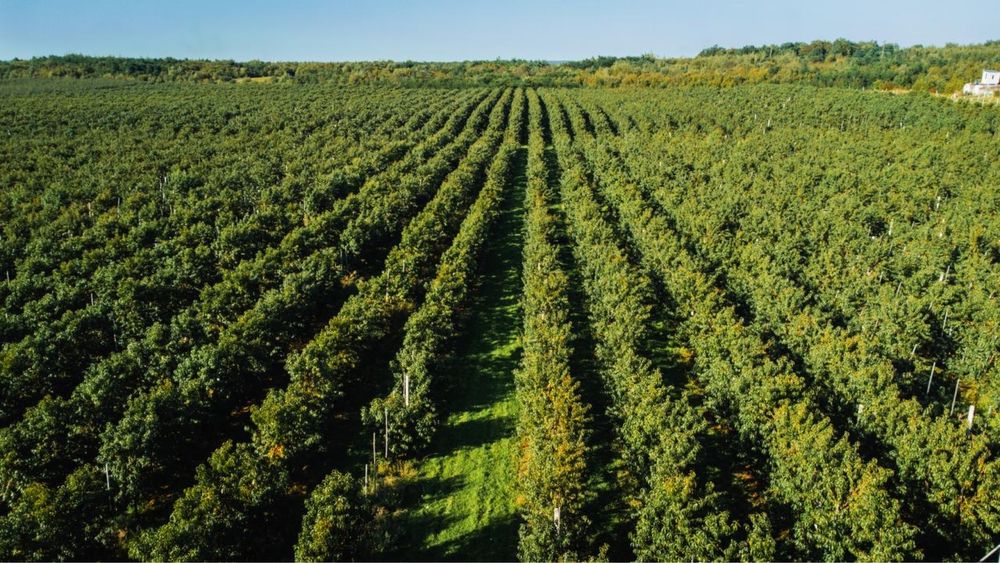 Продаж аграрного бізнесу / персиковий сад