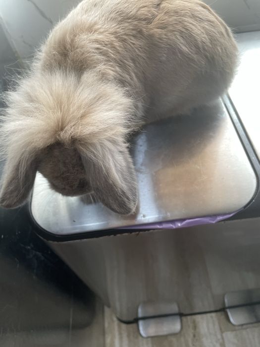 Coelho mini lion lop
