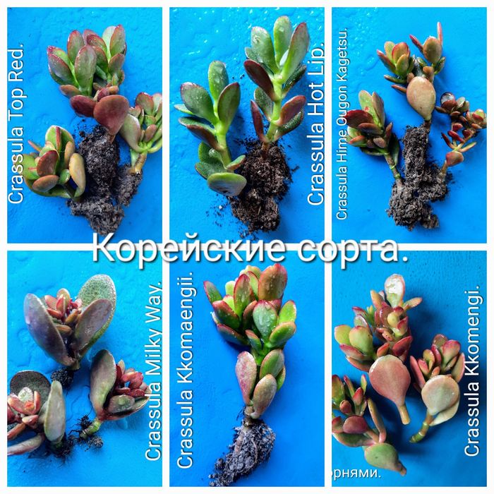 Красули, товстянки, грошовi дерева, crassula.