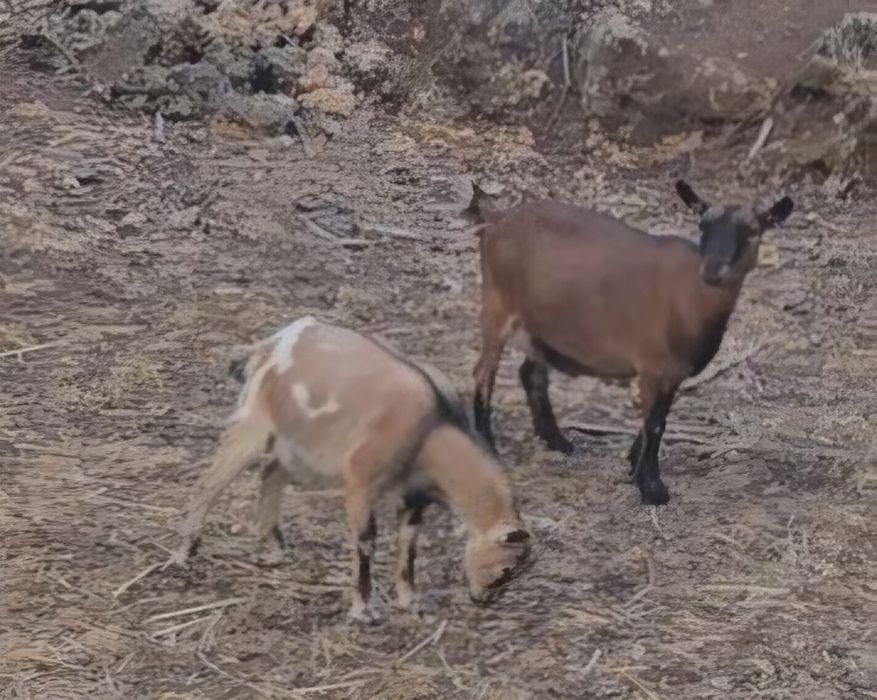 Troco Cabras Anãs.