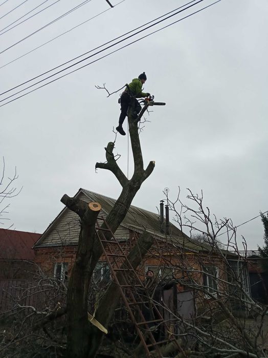 Спилю проблемные деревья,.Деревья спилю на дрова