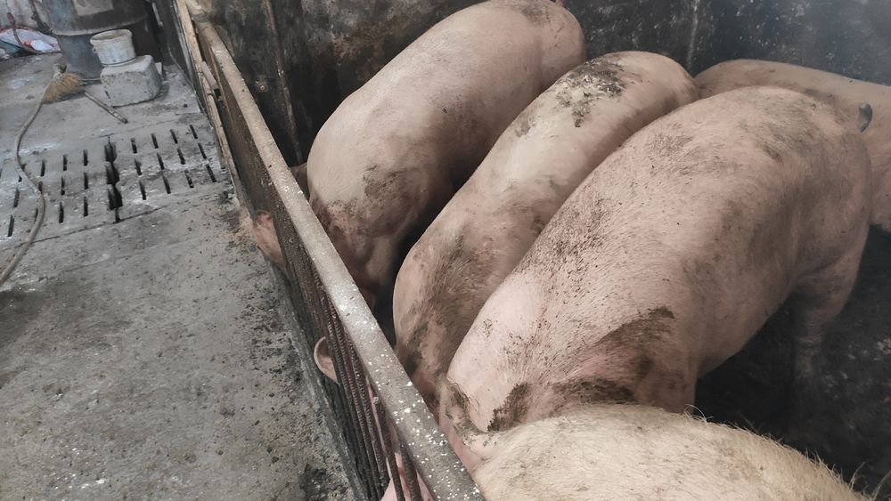 Свиноматки, Свинки Велика Біла