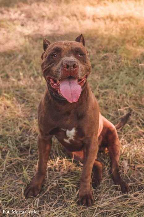 Do adopcji Shadow pies w typie pitbulla, TTB Poznań
