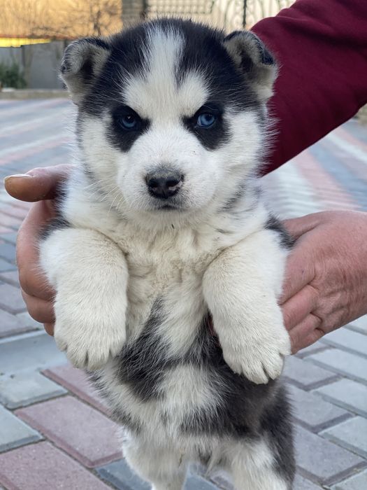 Хлопчик сибірської хаски