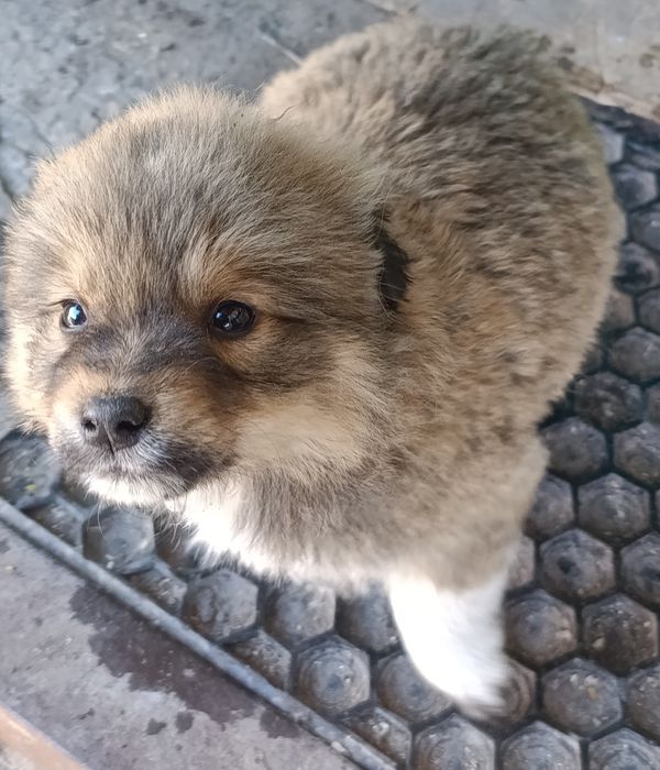 Ласковий хлопчик