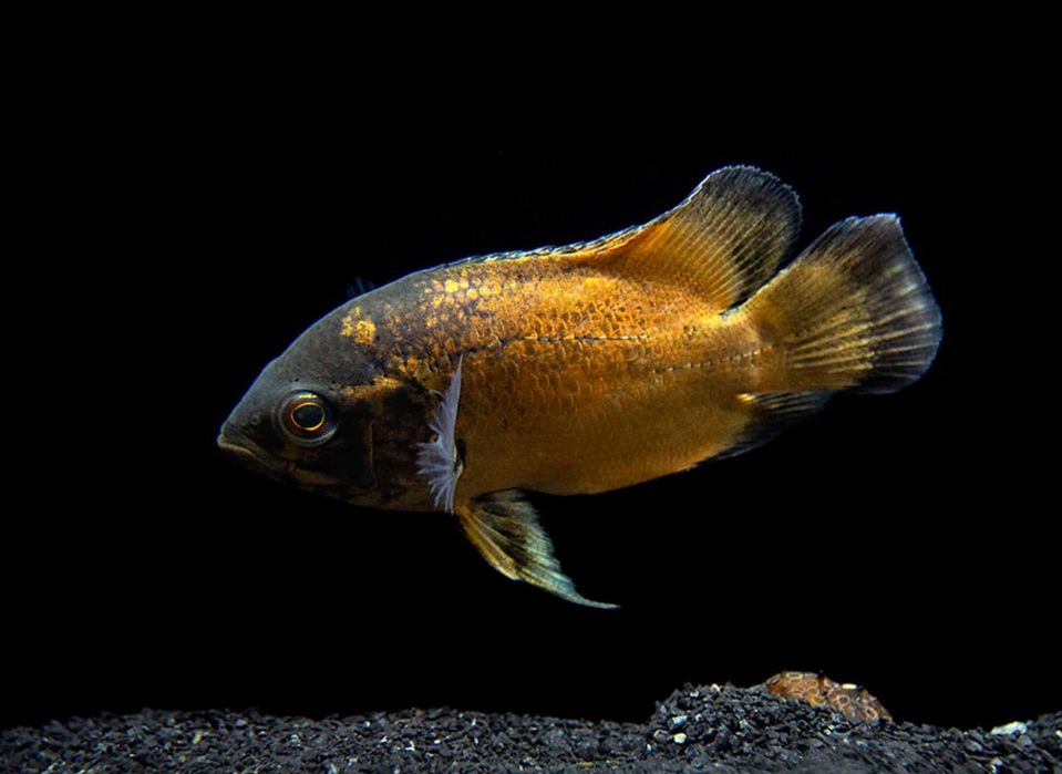 Pielęgnica pawiooka odmiana RED - Astronotus ocellatus - dowóz