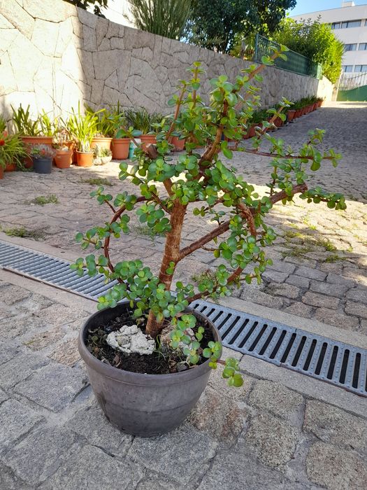Catos e suculentas