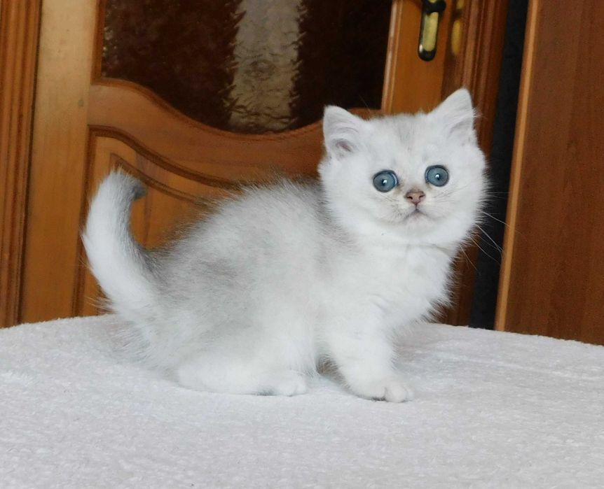 Шотландский мальчишка Винтер