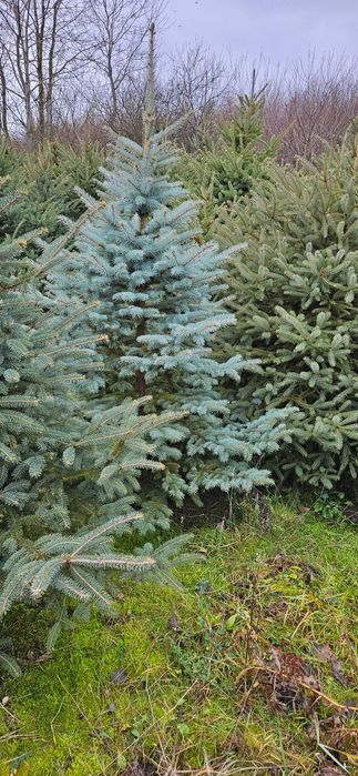 Choinki z własnej plantacji