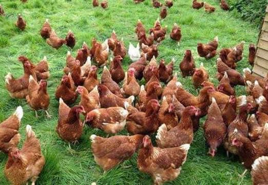 Куры несушки Ломан Браун, 4-4,5 месяца, курочки несучки