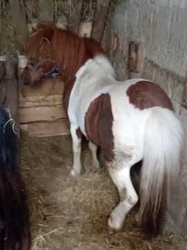 Kuc szatland srokaty