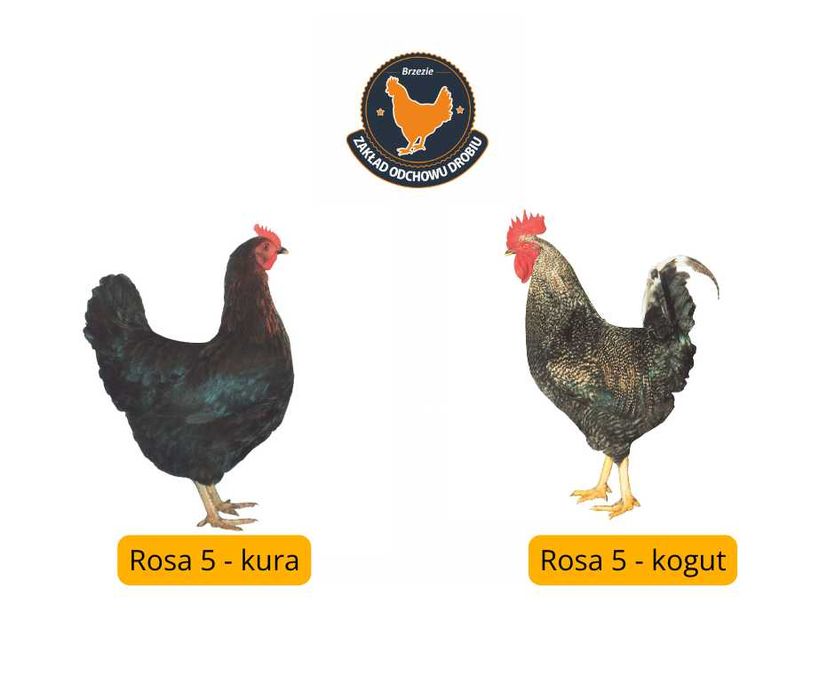 Kury, Kurczęta odchowane - 18 tygodni